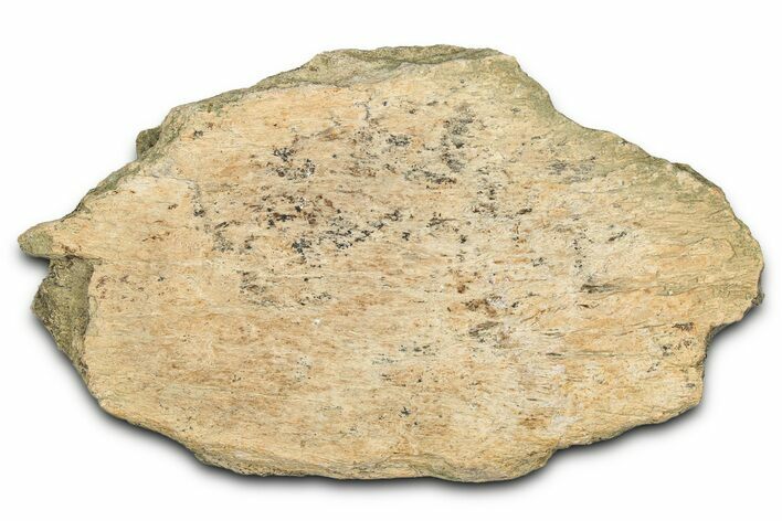 Dinosaur (Triceratops) Frill Shield Section - Montana #338941